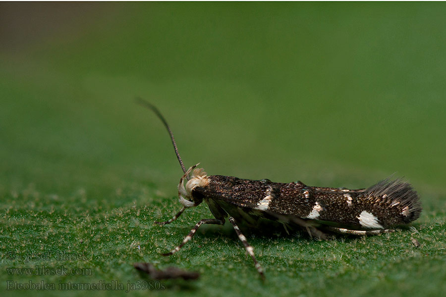 Eteobalea intermediella