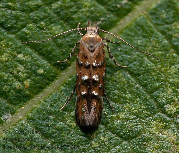 Eteobalea isabellella