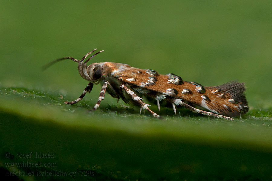 Eteobalea isabellella