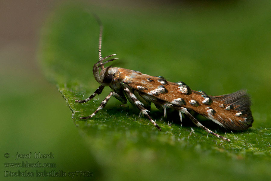 Eteobalea isabellella