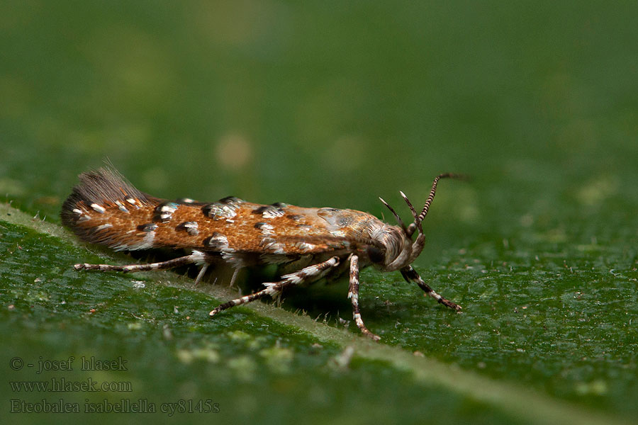 Eteobalea isabellella