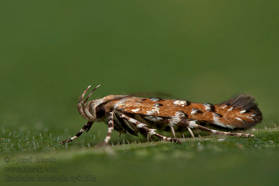 Eteobalea isabellella