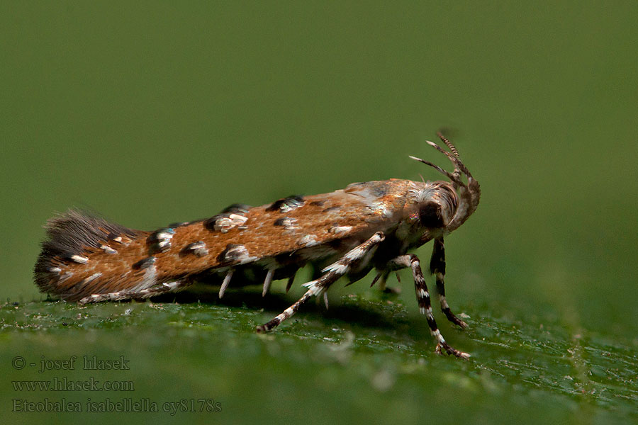 Eteobalea isabellella