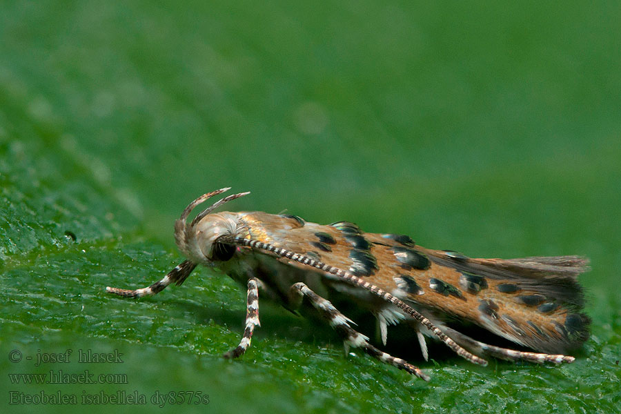 Eteobalea isabellella