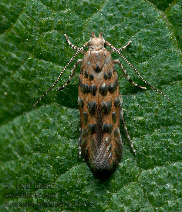 Eteobalea isabellella