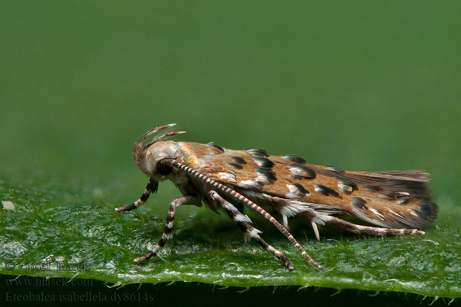 Eteobalea isabellella