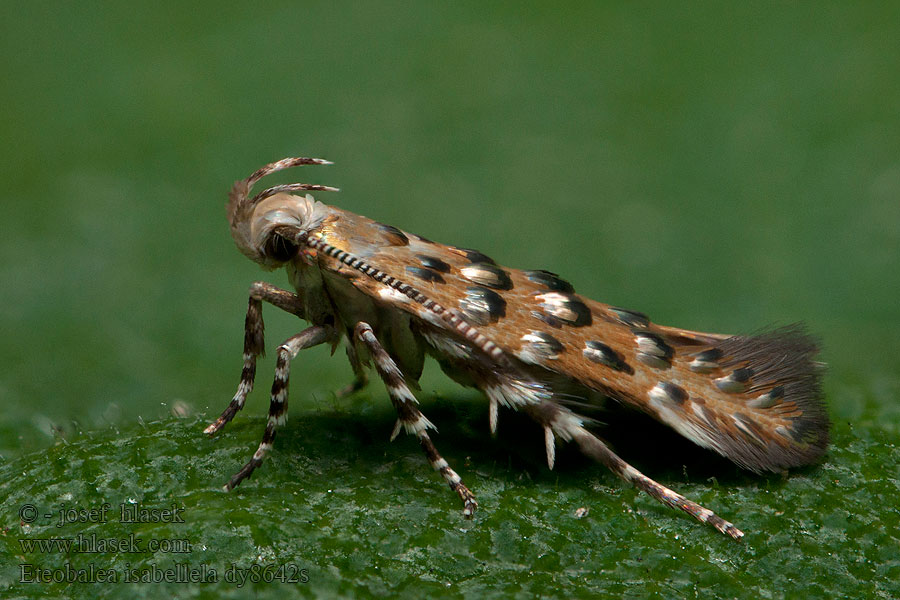 Eteobalea isabellella