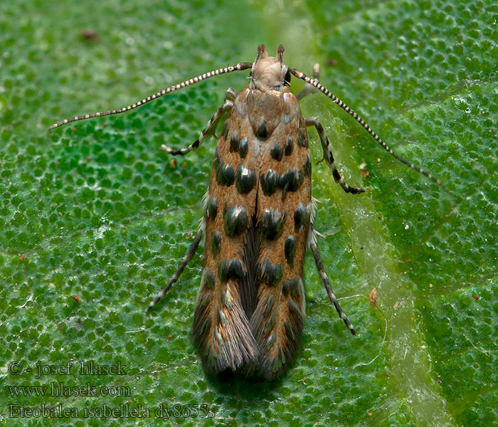 Eteobalea isabellella