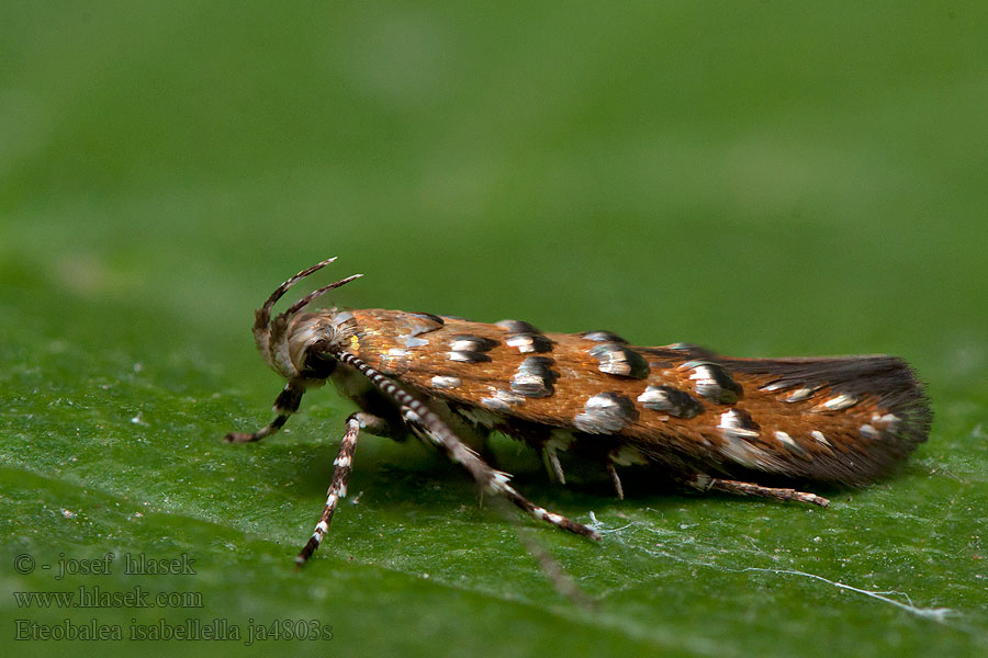 Eteobalea isabellella