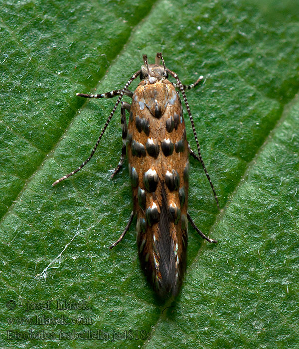 Eteobalea isabellella
