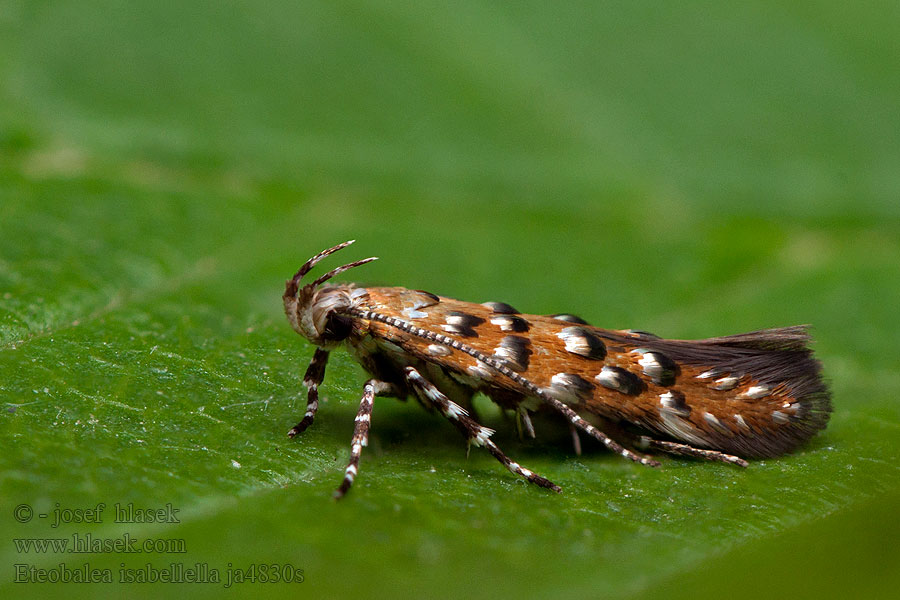 Eteobalea isabellella