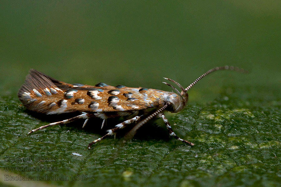 Eteobalea isabellella