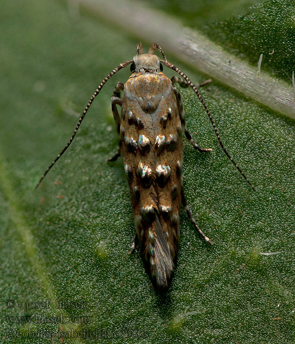 Eteobalea isabellella