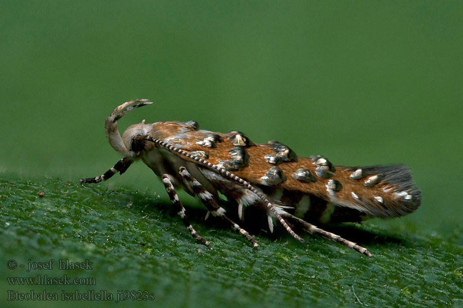 Eteobalea isabellella