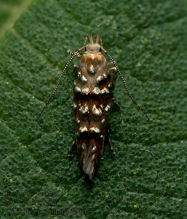 Eteobalea isabellella