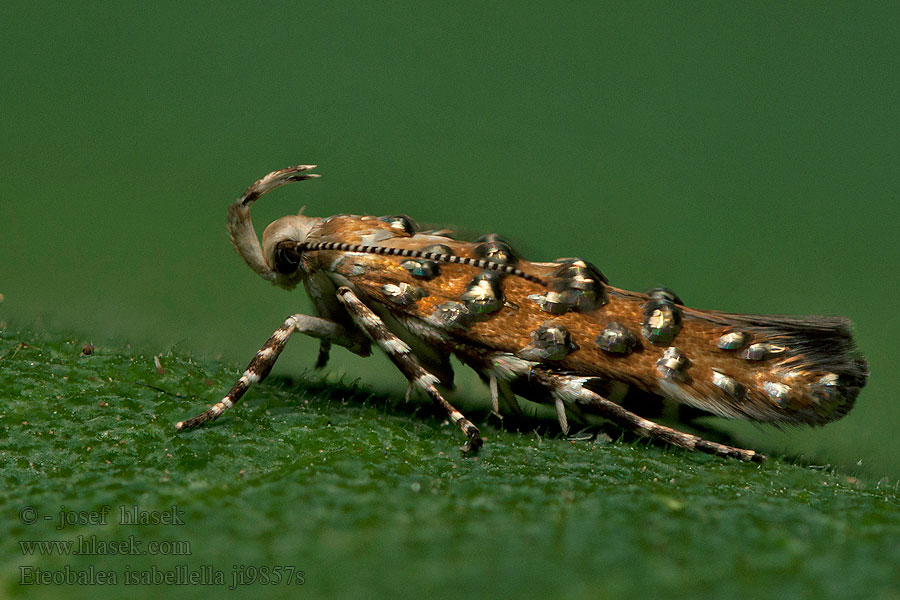 Eteobalea isabellella