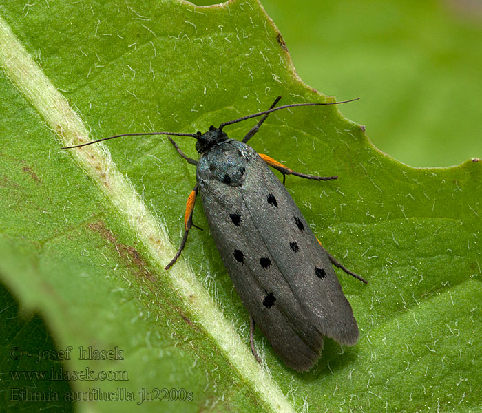 Ethmia aurifluella