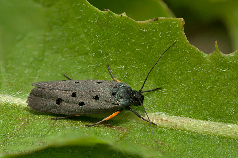 Ethmia aurifluella