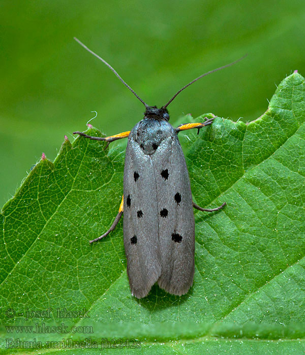 Ethmia aurifluella