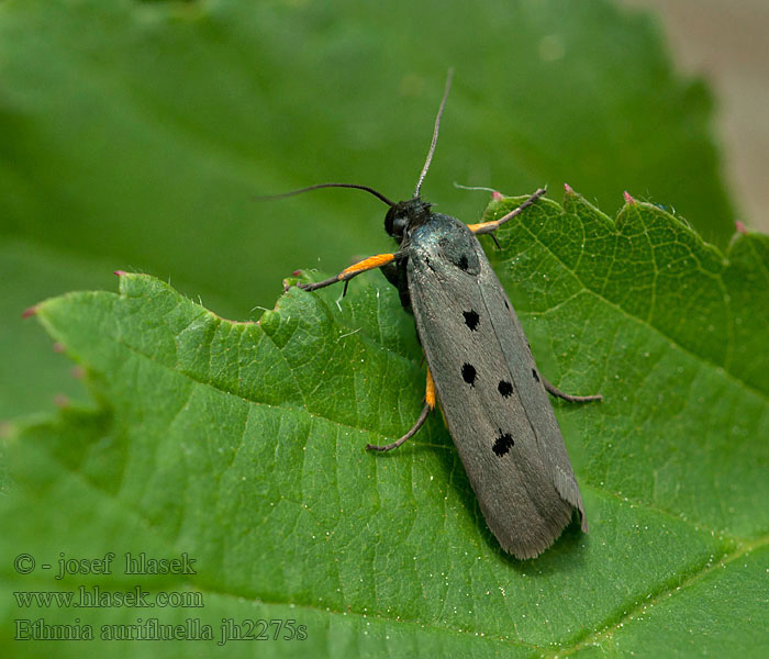 Ethmia aurifluella