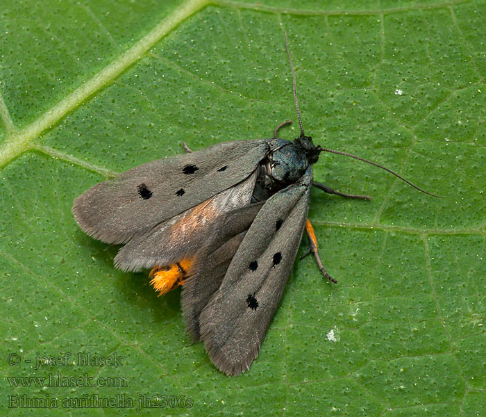 Ethmia aurifluella