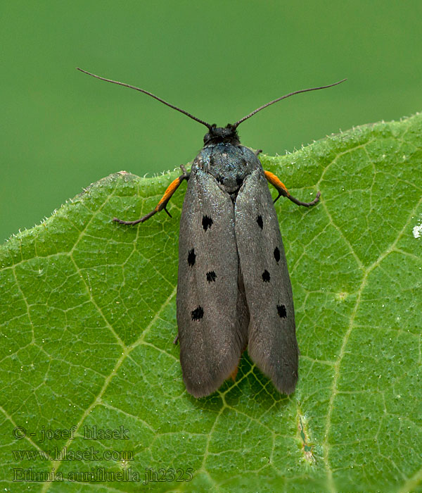 Ethmia aurifluella