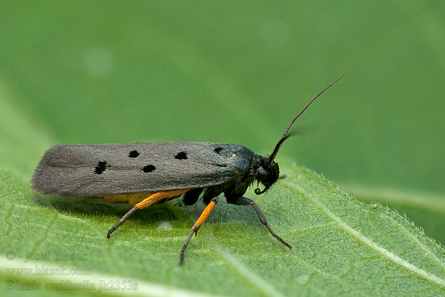 Ethmia aurifluella