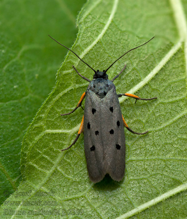 Ethmia aurifluella