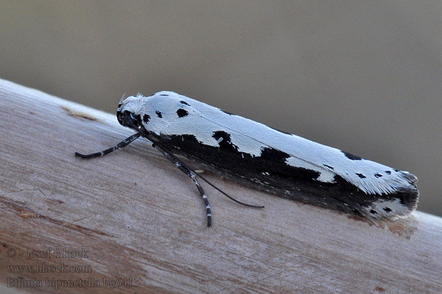 Skvrnuška stepní Ethmia bipunctella