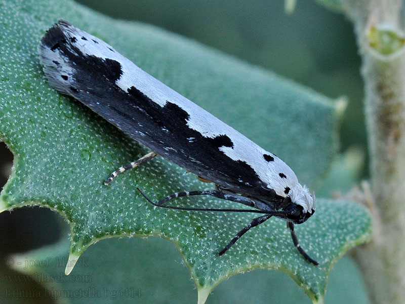 Čiernomôľka stepná Ethmia bipunctella