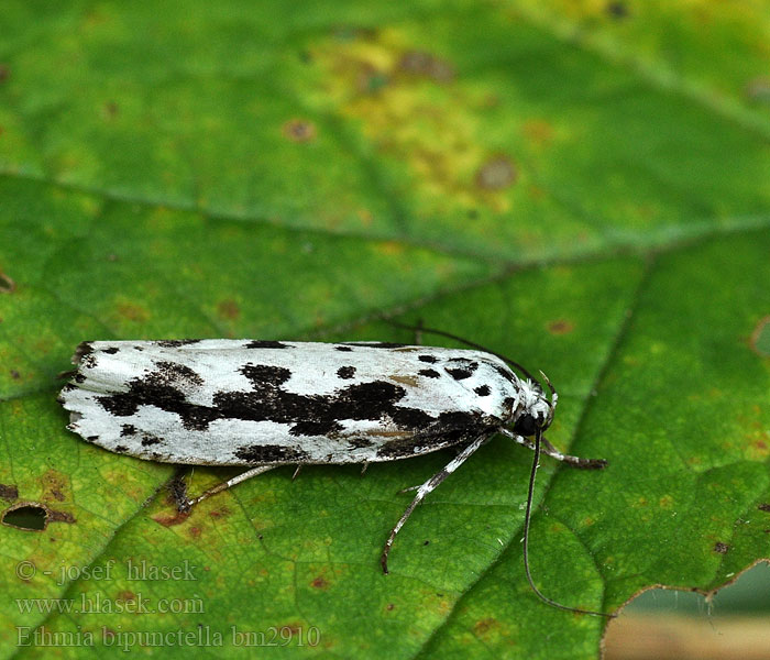 Ethmia bipunctella Skvrnuška stepní Čiernomôľka stepná