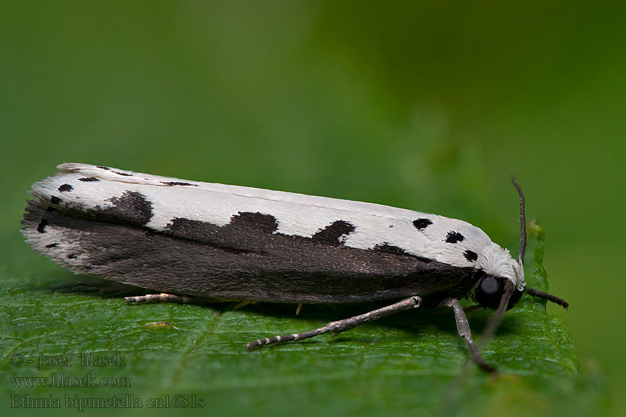 Skvrnuška stepní Ethmia bipunctella