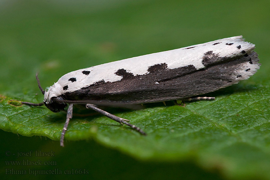 Čiernomôľka stepná Ethmia bipunctella