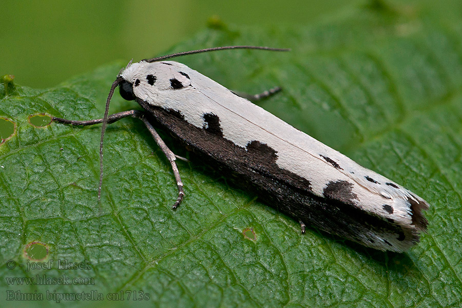 Grote zwartwitmot Ethmia bipunctella