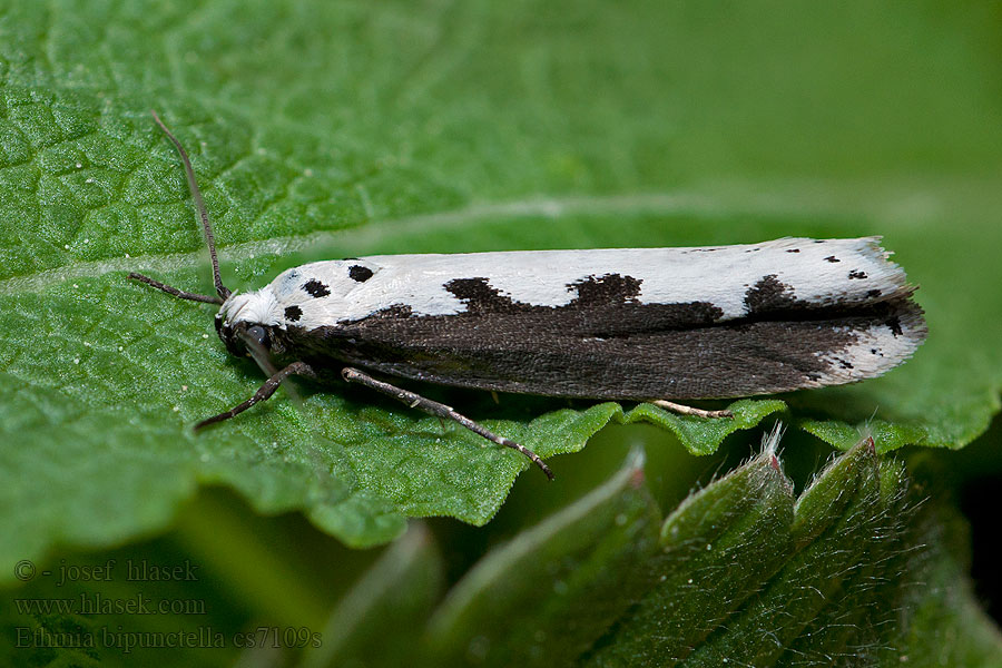 Skvrnuška stepní Ethmia bipunctella