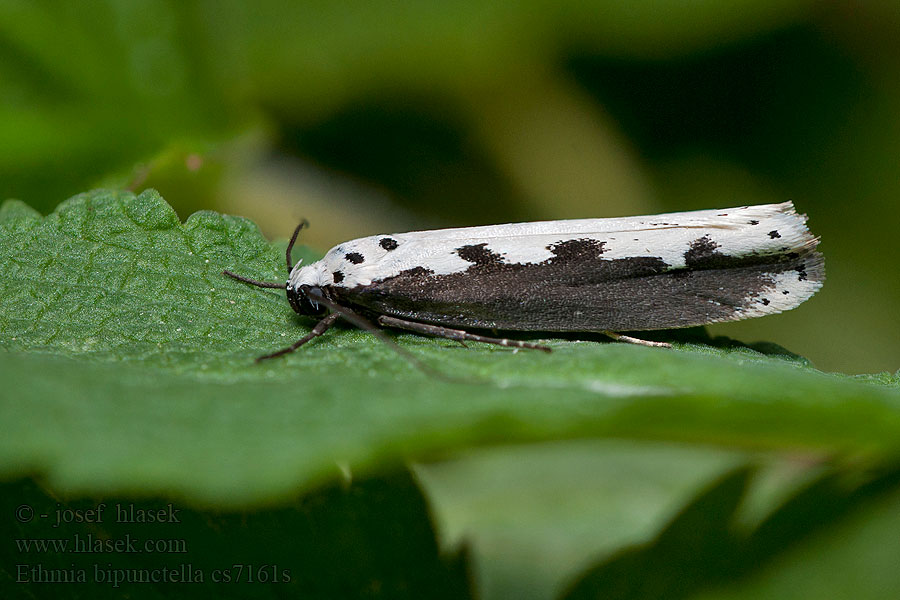 Grote zwartwitmot Ethmia bipunctella