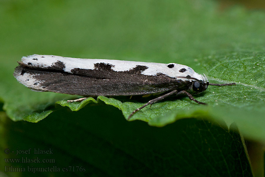 Kétpettyes feketemoly Blåeldsorgmal Ethmia bipunctella