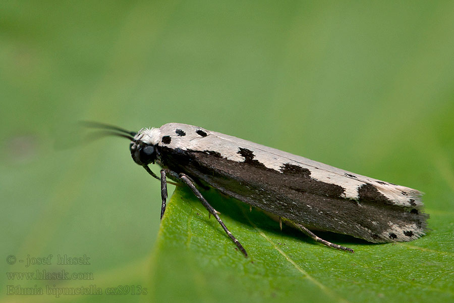 Slangehovedmøl Ethmia bipunctella