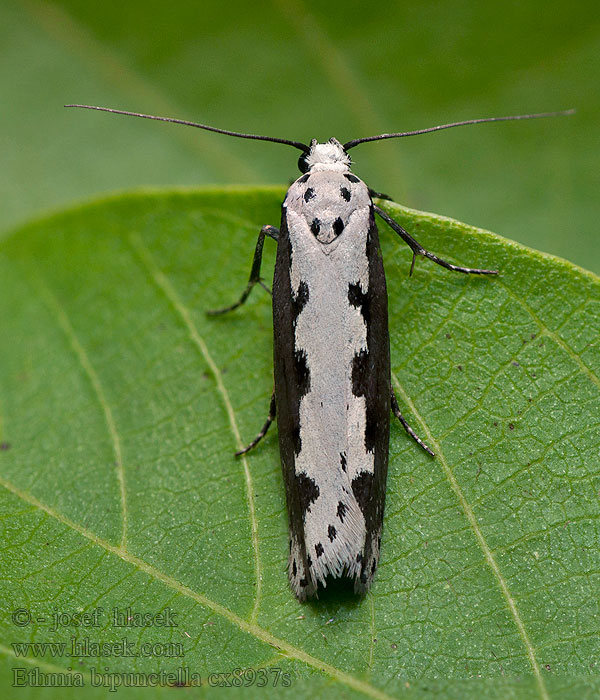 Ethmia bipunctella