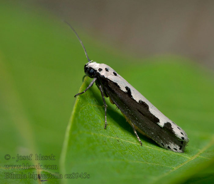 Ethmia bipunctella