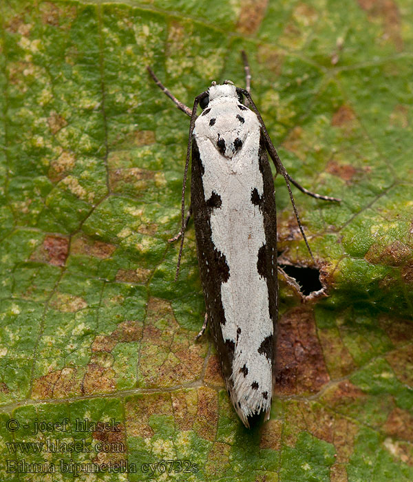 Ethmia bipunctella