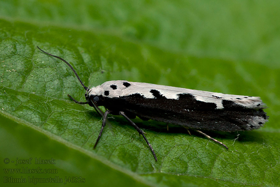 Slangehovedmøl Ethmia bipunctella