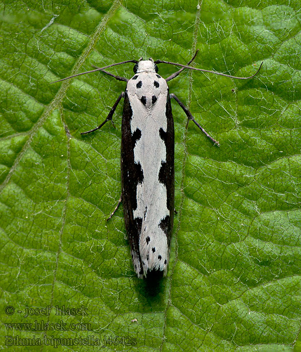 Slangehovedmøl Ethmia bipunctella