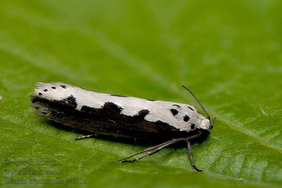 Slangehovedmøl Ethmia bipunctella