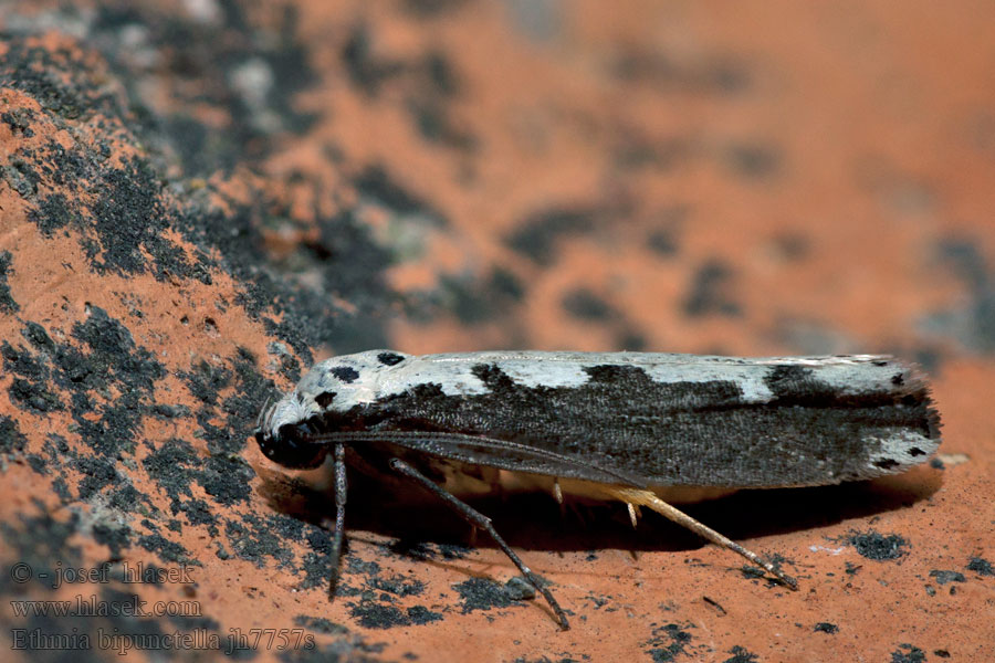 Slangehovedmøl Ethmia bipunctella