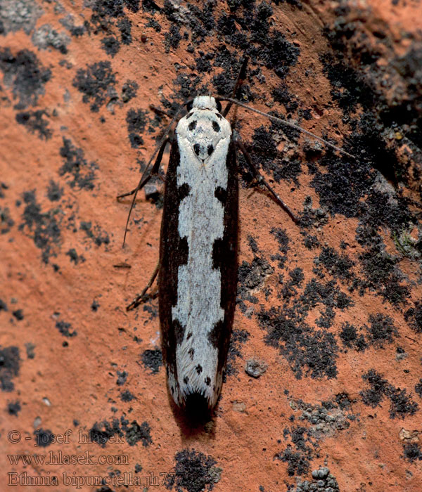 Slangehovedmøl Ethmia bipunctellaSlangehovedmøl Ethmia bipunctella