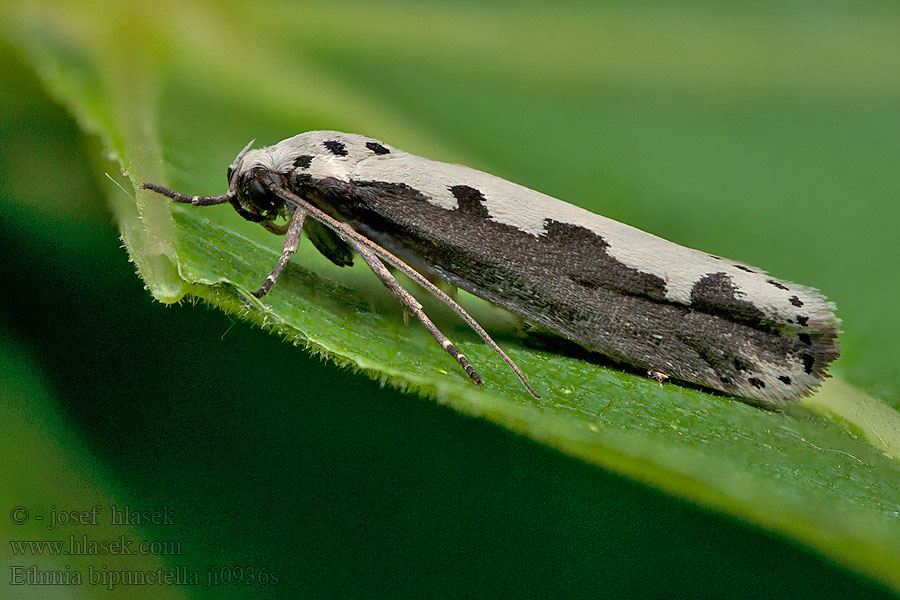 Blåeldsorgmal Ormehodemøll Ethmia bipunctella