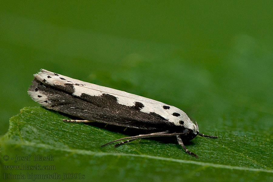 Grote zwartwitmot Ethmia bipunctella