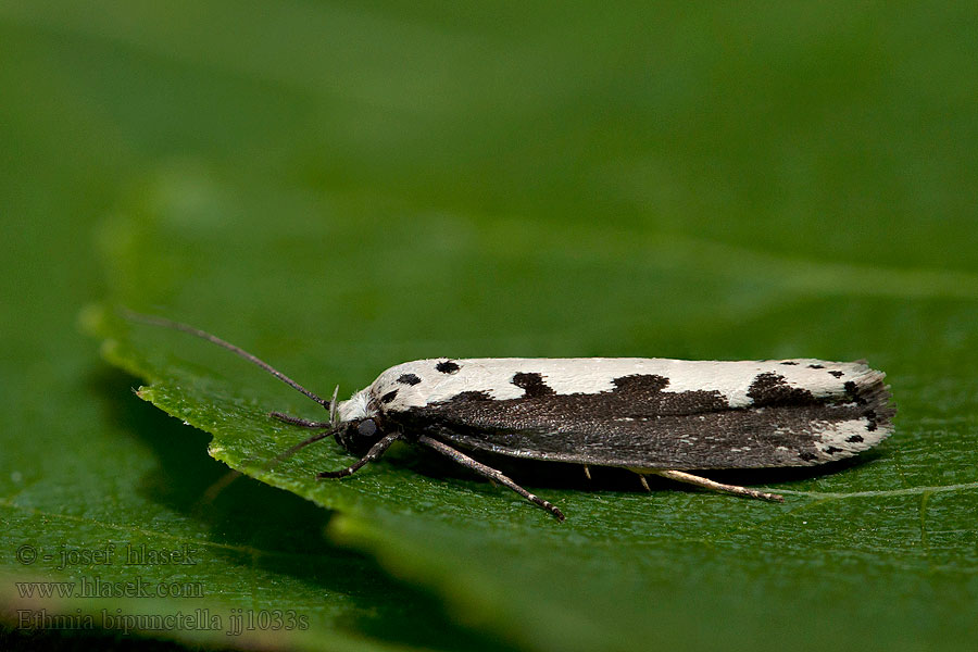 Čiernomôľka stepná Ethmia bipunctella