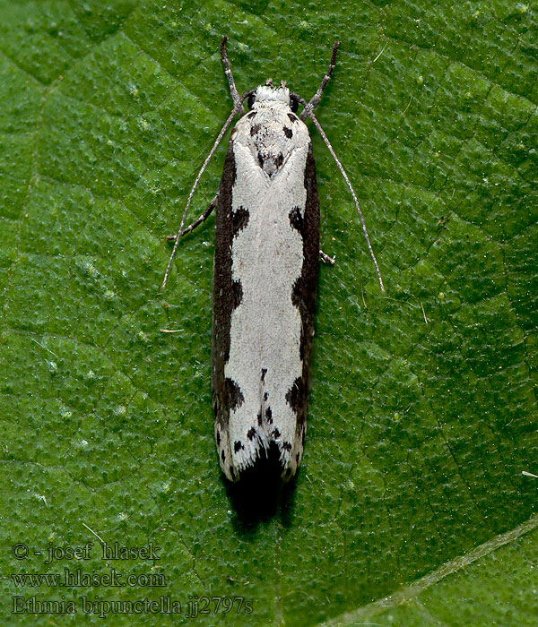 Skvrnuška stepní Ethmia bipunctella